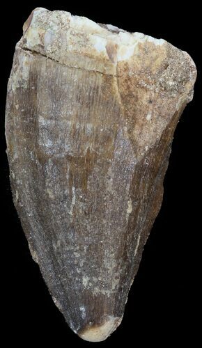 Mosasaur (Prognathodon) Tooth #43290